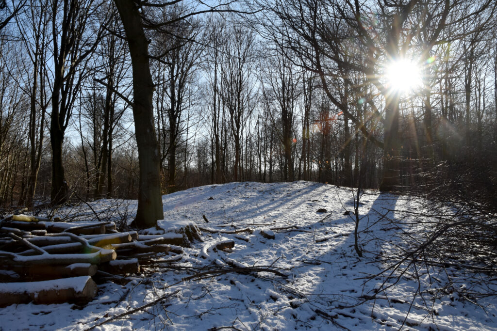 Rundhøj i sneklædt skov. Bag træerne ses solen.