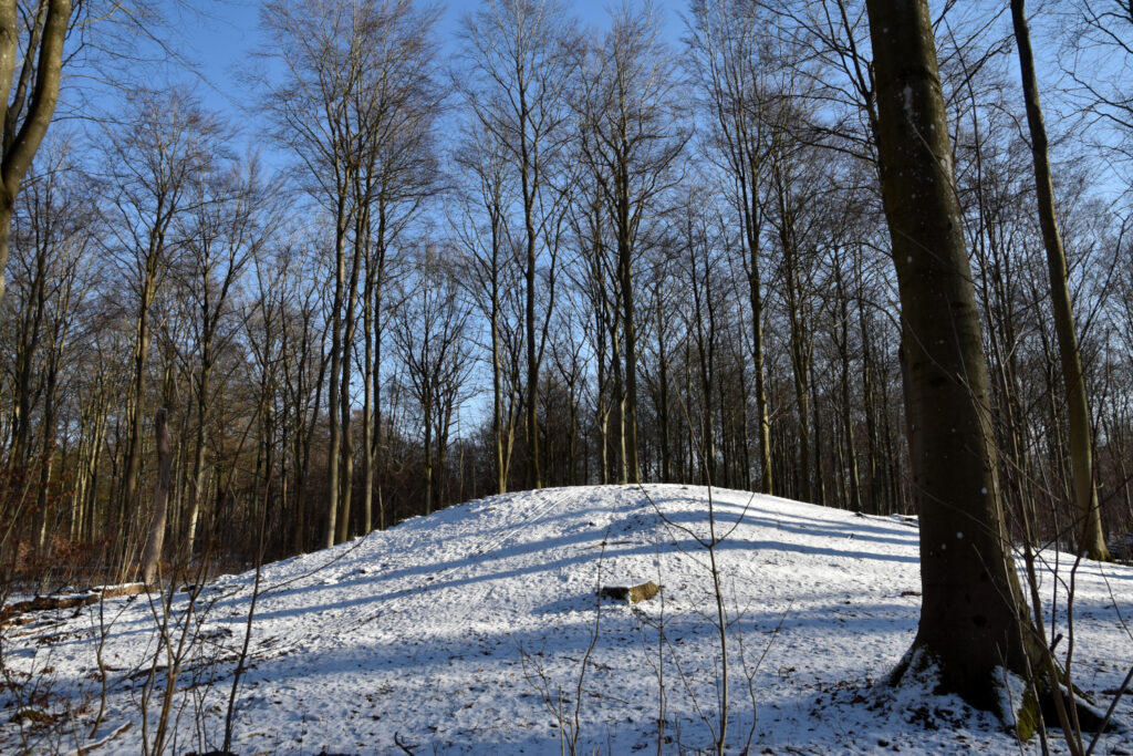 Rundhøj i sneklædt skov