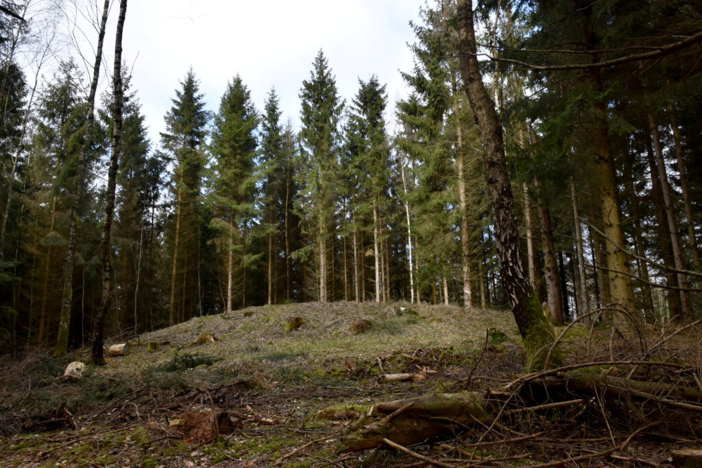 Rundhøj i nåleskov