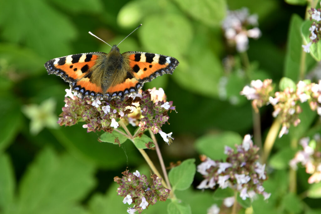 Sommerfugl på blomst