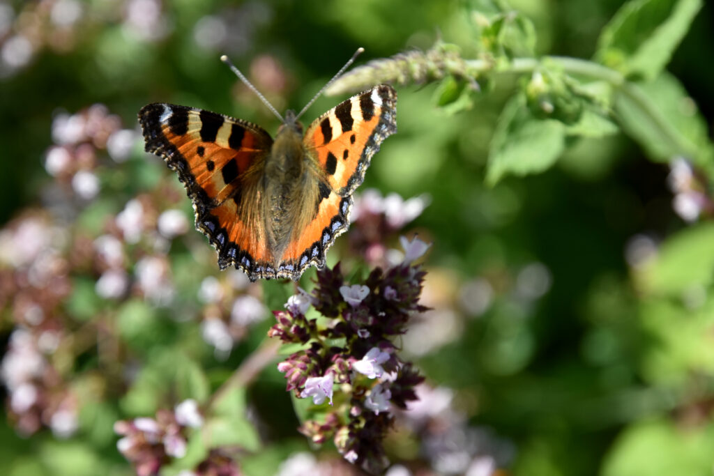 Sommerfugl ved blomst