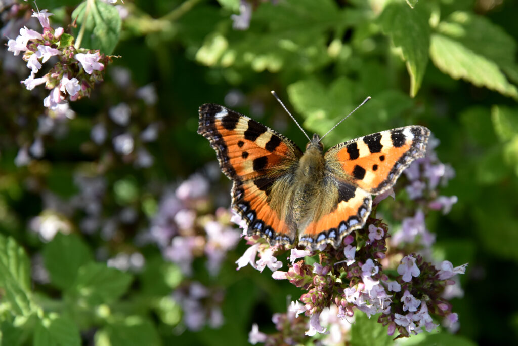 Sommerfugl på blomst