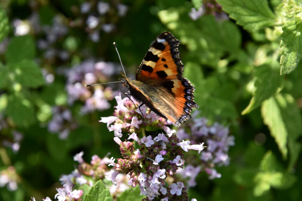 Sommerfugl på blomst