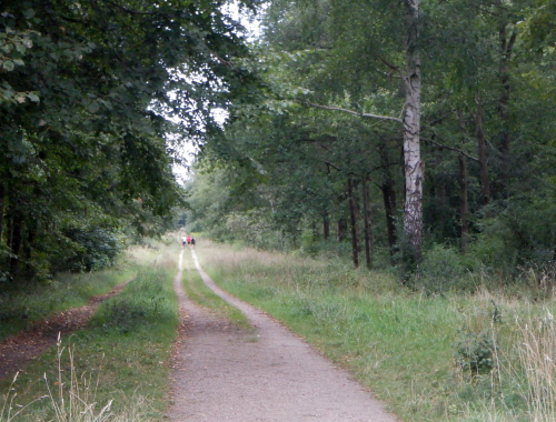 Skov. I det fjerne ses en lille flok løbere