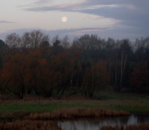 Månen over en skov.