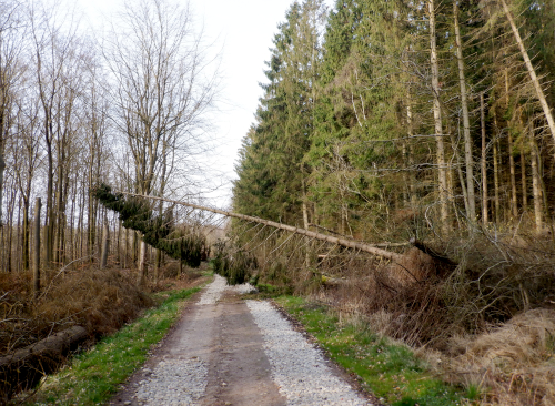 Et væltet træ over en skovvej