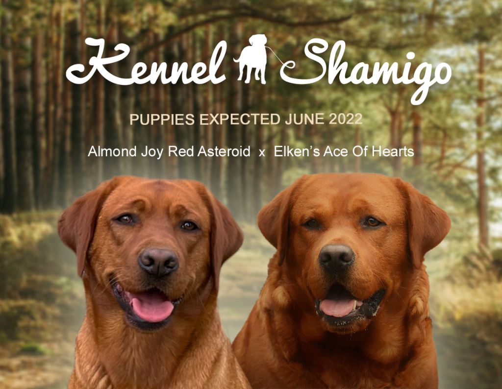Kennel Shamigo – Opdræt af Fox Red Labrador