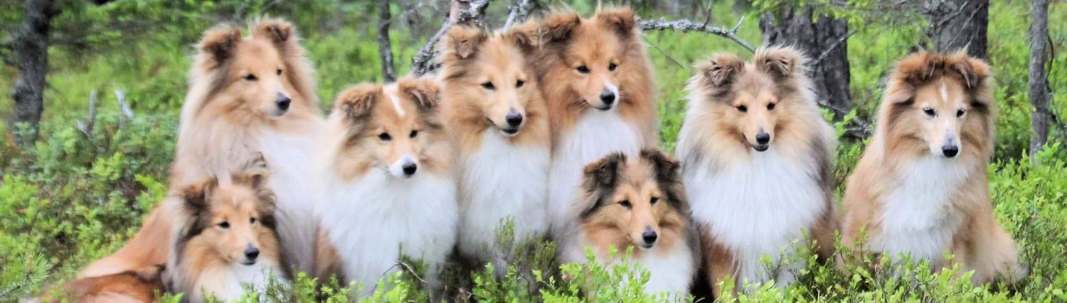 Svenska Shetland Sheepdogklubben