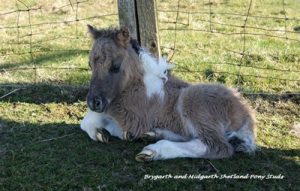 shetland pony news