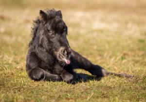 shetland pony news