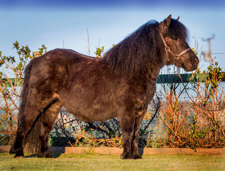 shetland pony for sale
