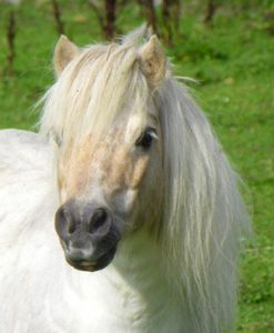 shetland pony