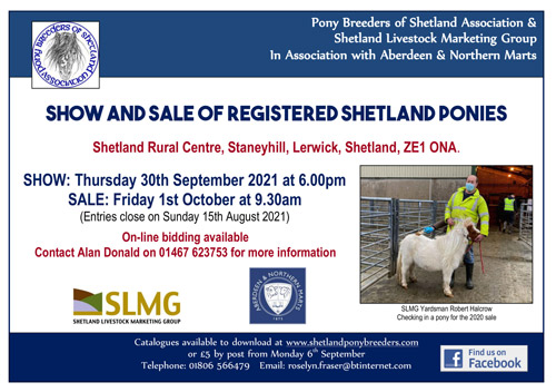 shetland pony sale