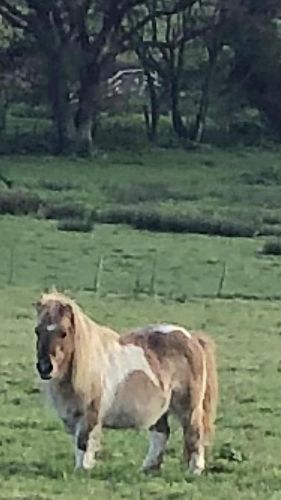 shetland pony mare