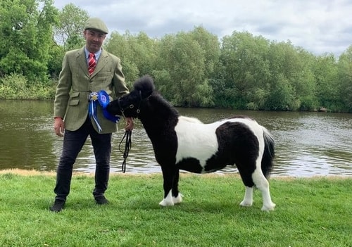 shetland pony news