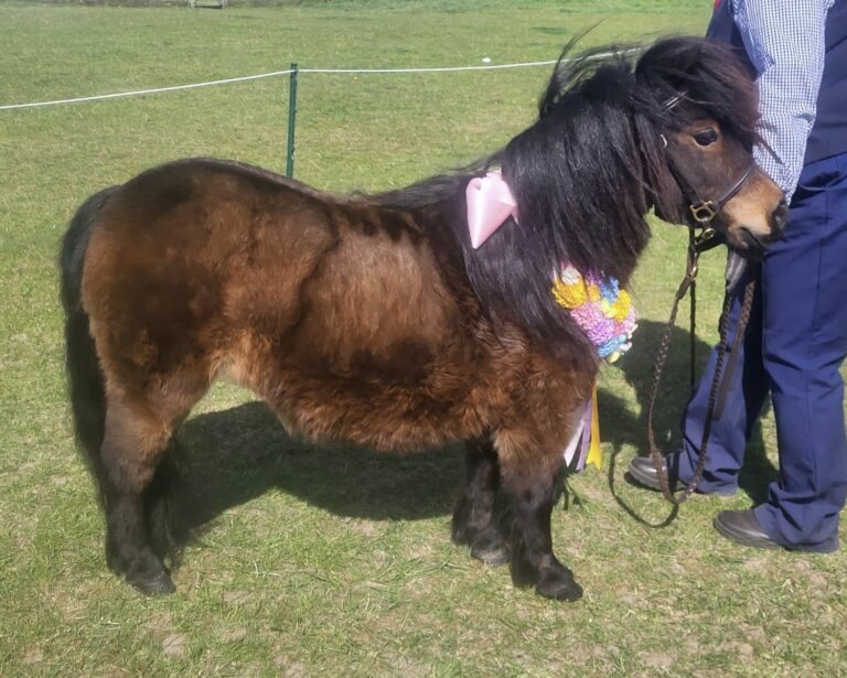 miniature shetland pony champion