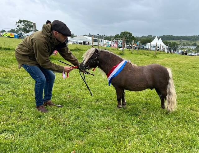 shetland pony news