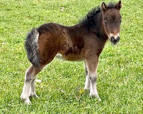 2021-Foal-1 shetland pony foal