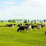 Group of Cows in a Field