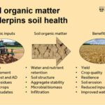 Soil Carbon Soil Health