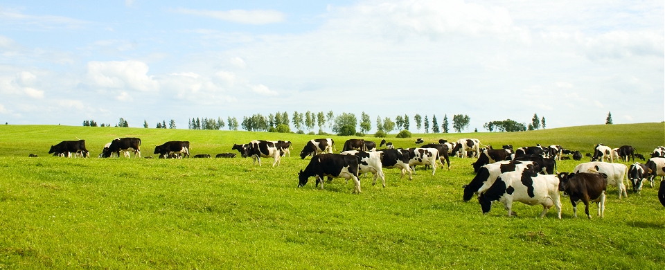 Cows in Field