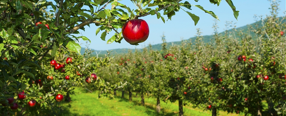 Apple Tree Farming