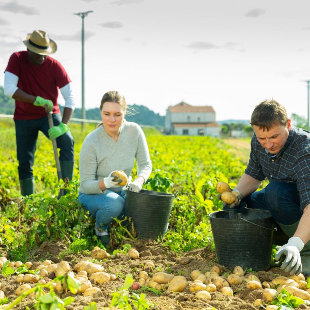 Farm staff shortage - Esus Agri Ltd