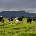 slurry investment scheme