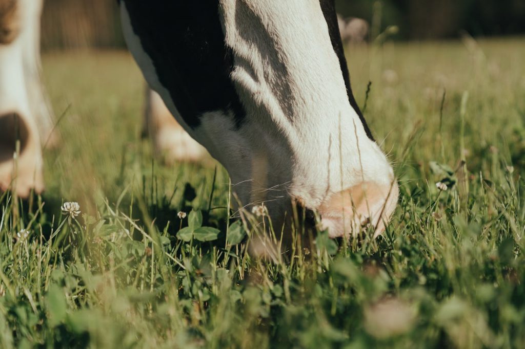 A cow grazing on a UK farm - Esus Agri Ltd