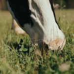 A cow grazing on a UK farm - Esus Agri Ltd