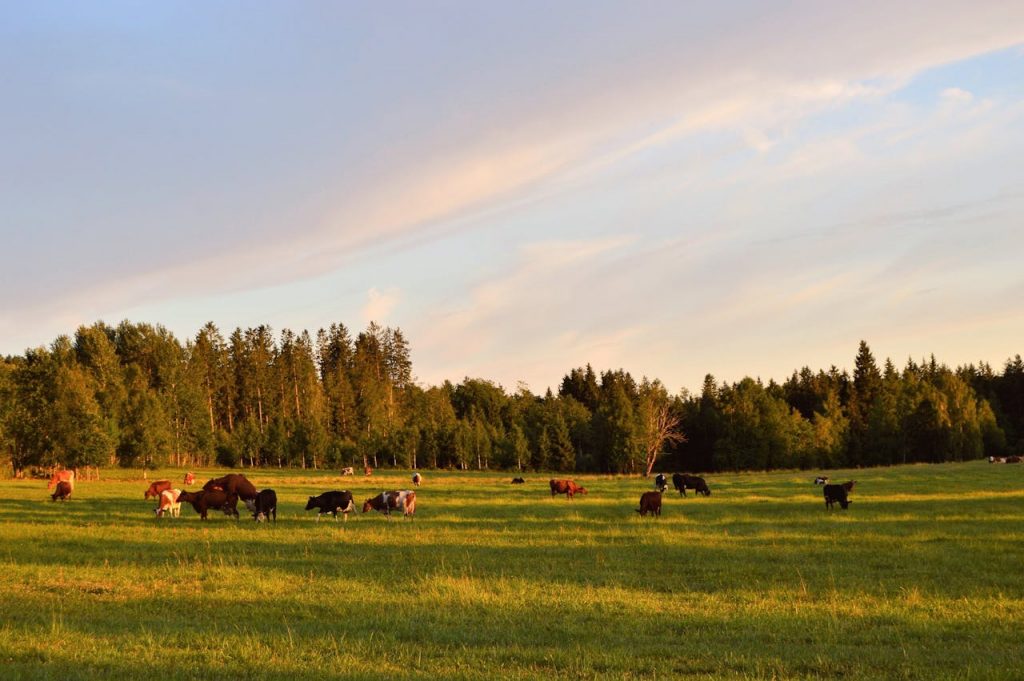 Cattle grazing in UK field - Esus Agri Ltd