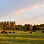 Cattle grazing in UK field - Esus Agri Ltd