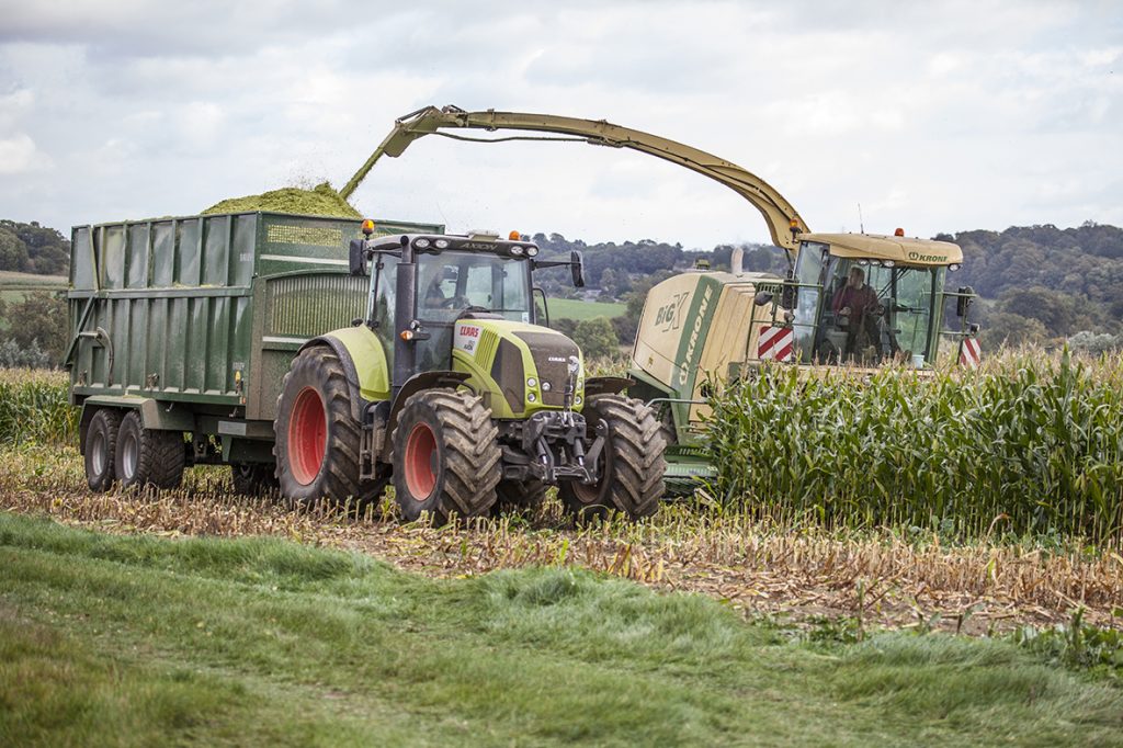 Maize harvest