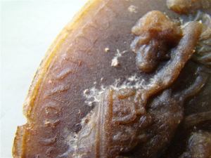 mould growth on a seal impression
