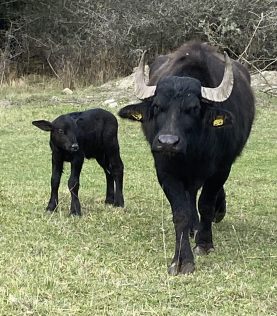 Nyfödd vattenbuffelkalv tillsammans med sin mamma, vattenbuffelko.