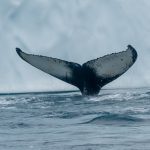 Underwater, a humpback whale swims gracefully with its majestic tail fin slicing through the sea. A reminder of our planets diverse marine wildlife.