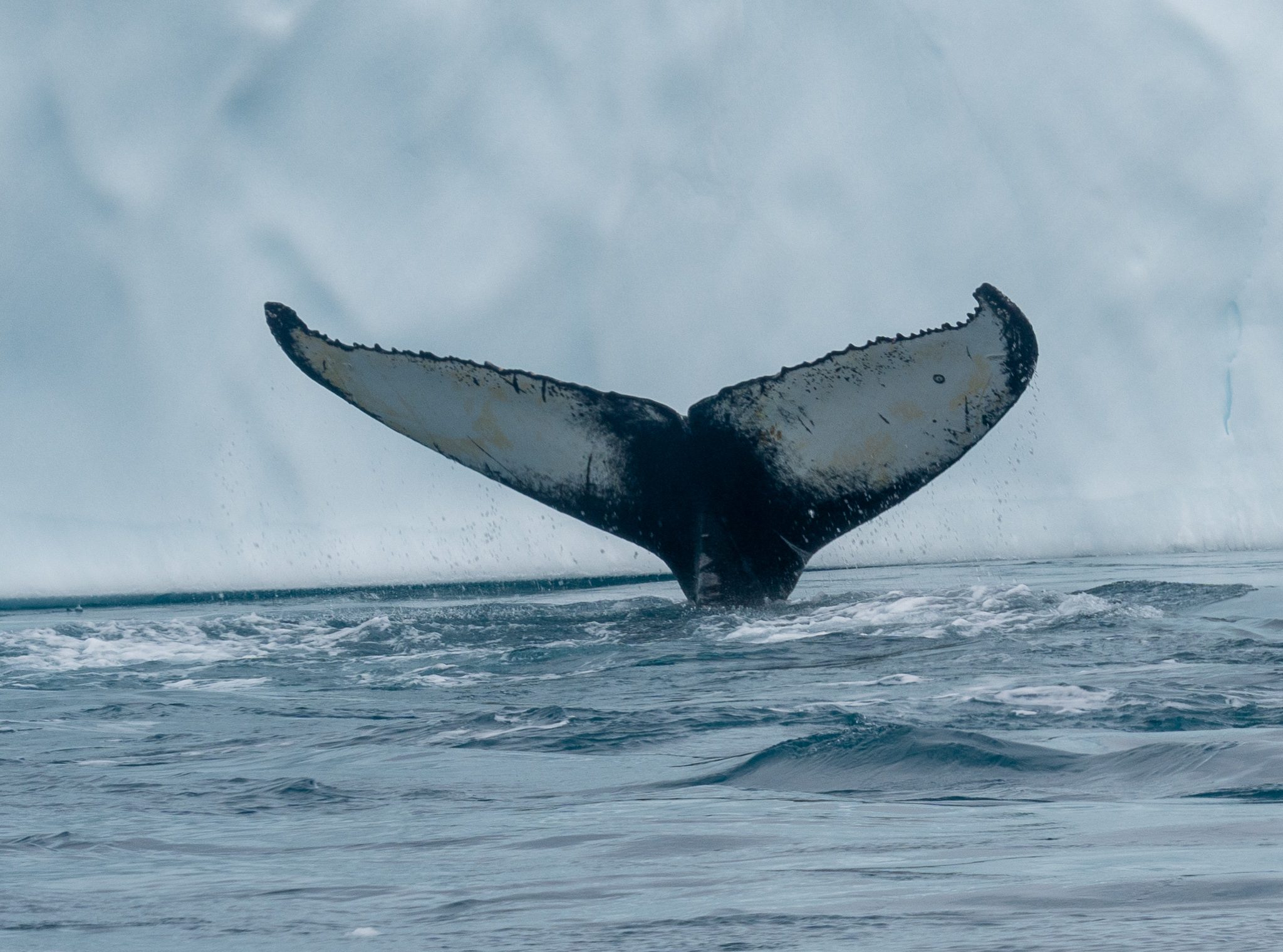 Underwater, a humpback whale swims gracefully with its majestic tail fin slicing through the sea. A reminder of our planets diverse marine wildlife.