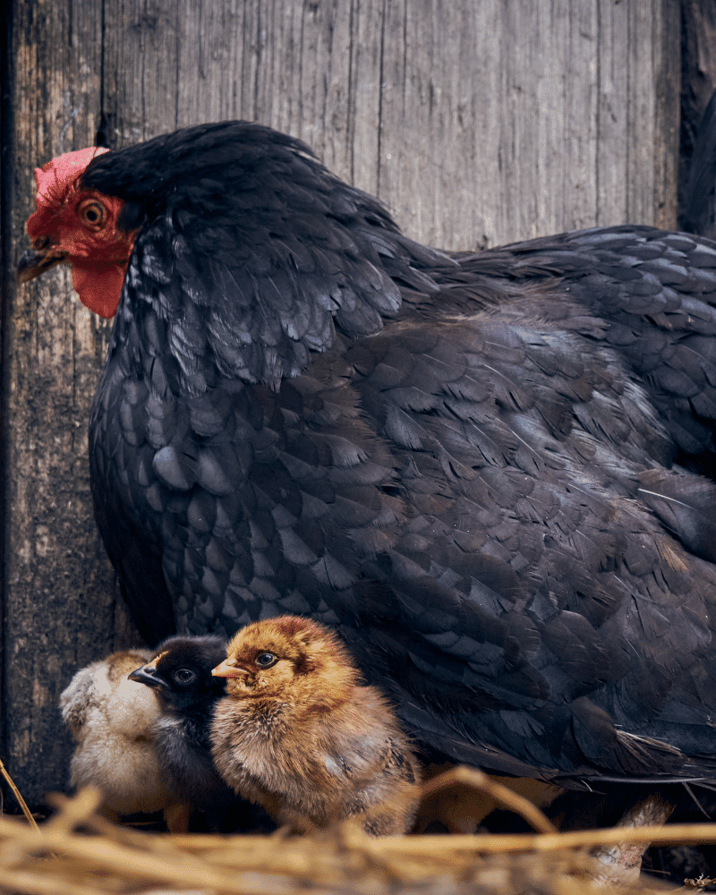 A Beginner’s Guide to Backyard Chickens