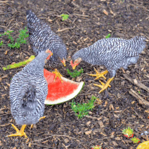 Chickens eating watermelon to keep cool in summer