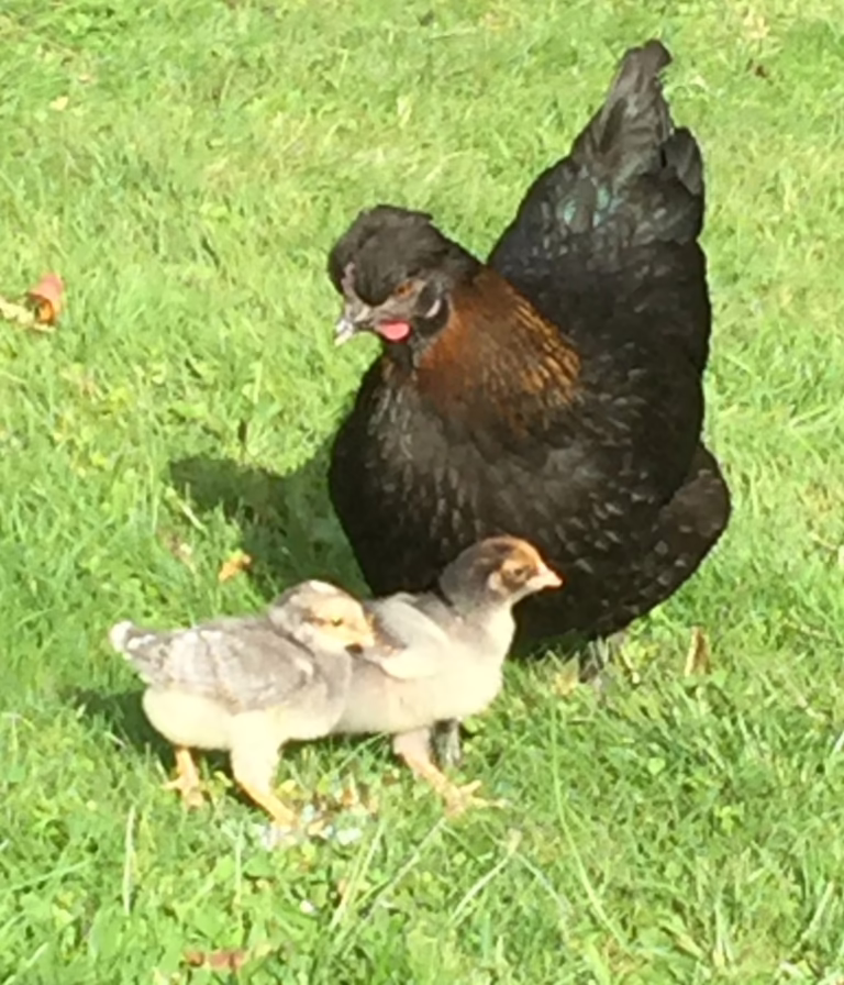 Mornings with My Chickens (And How We Survive the Summer Heat)