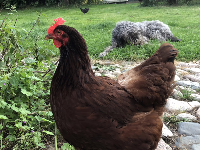 Can I have chickens in my backyard?