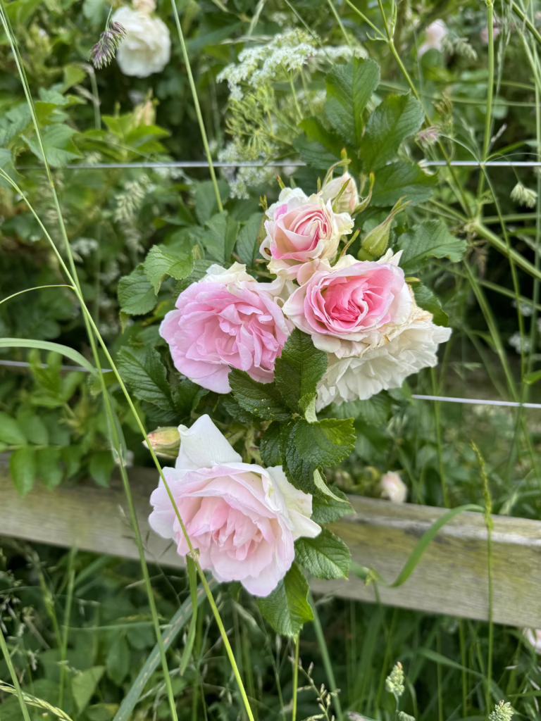 🌱 Weeds: The One Thing Thriving in My Garden 🙈