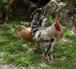 Chickens in the shade. Keeping cool in the summer heat