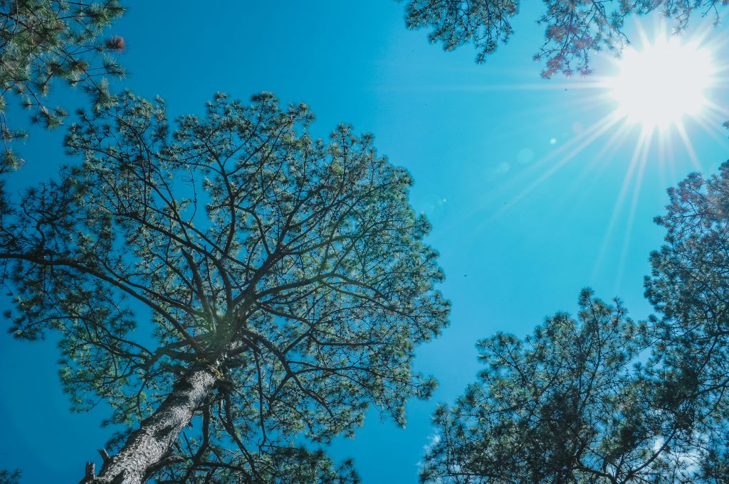 Sonne tanken, beim Spaziergang im Wald 