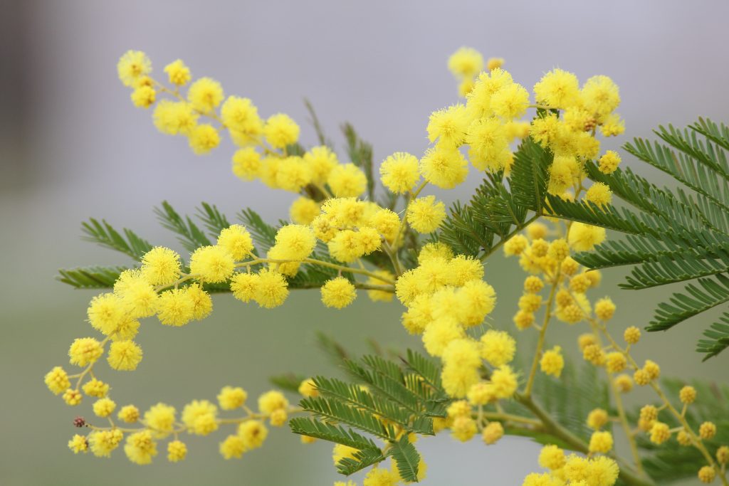 Mimosen sind zarte Pflänzchen