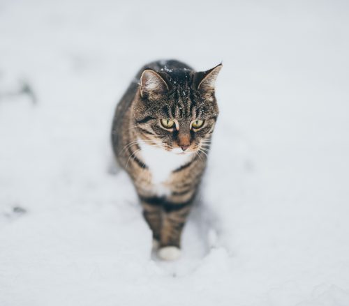 cat in snow