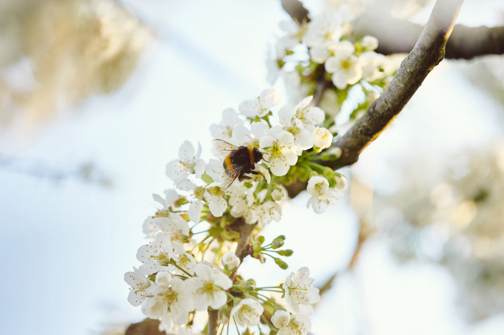 fruit blossoms photography