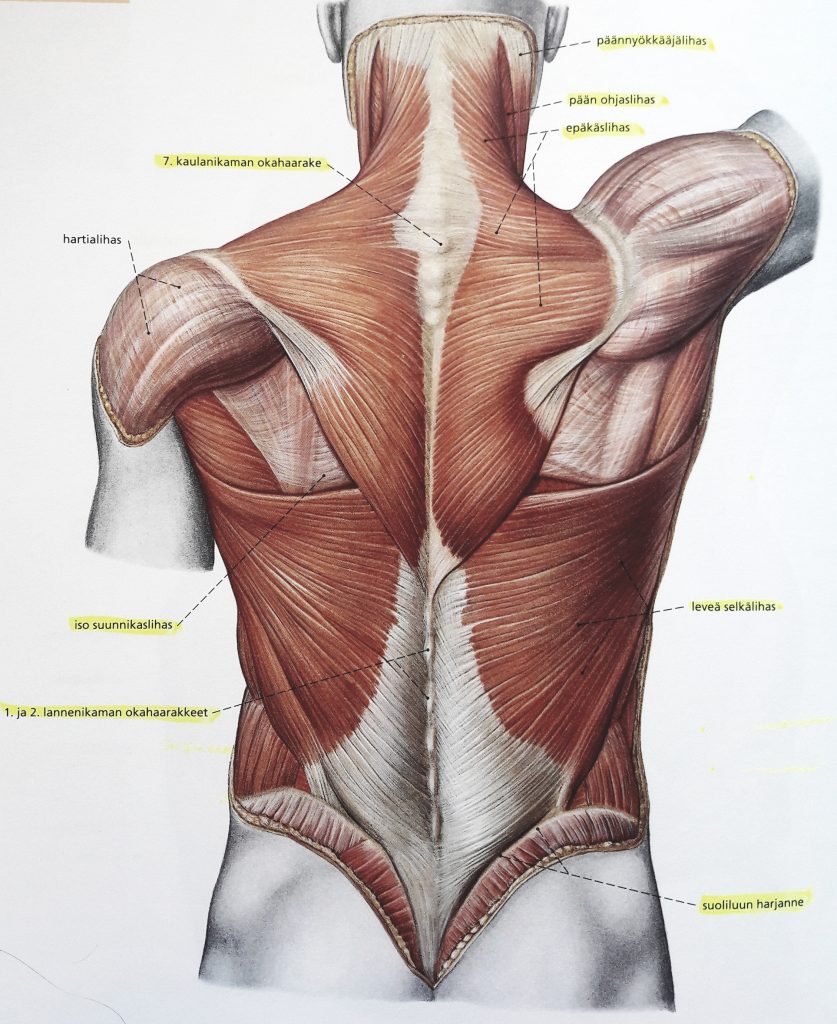 pinnalliset selkälihakset
