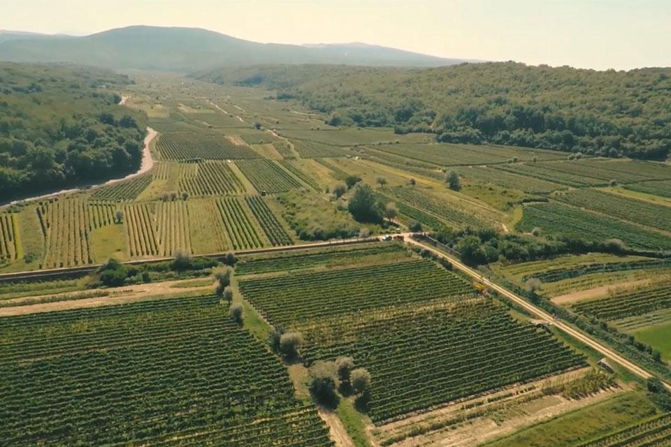 sipun-wineyard-from-air