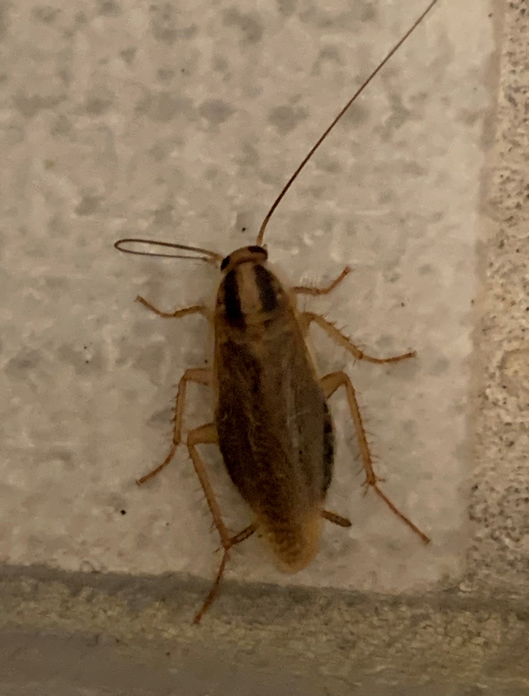 Tysk kakerlakk